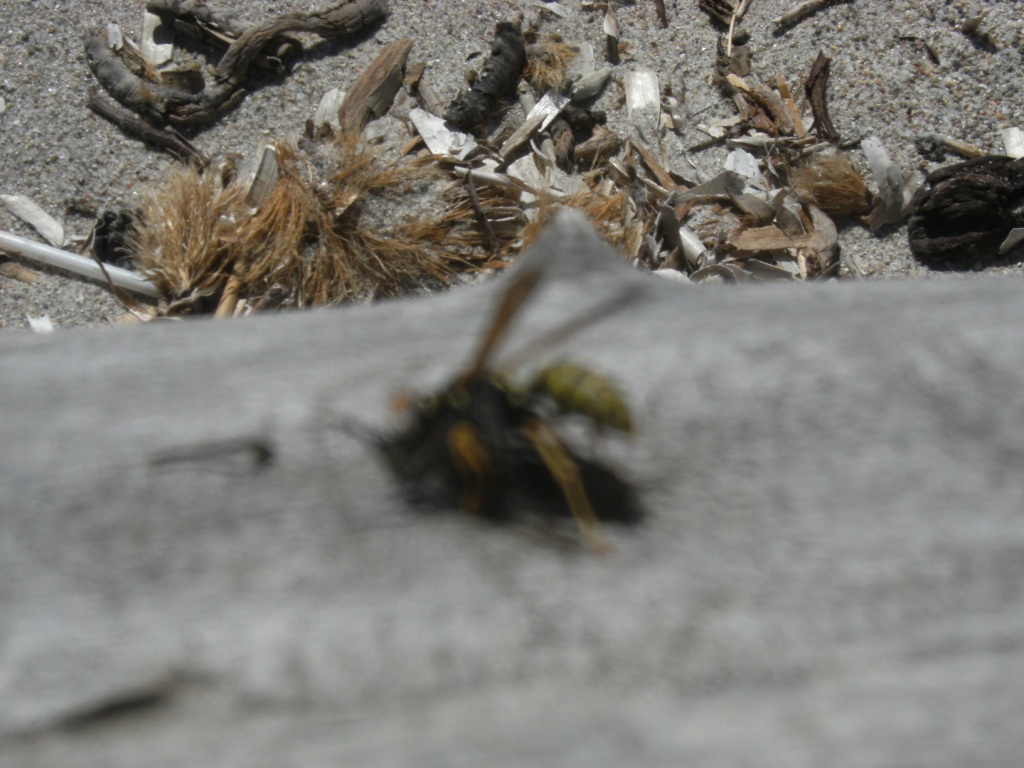 Attacco in diretta di Polistes su Laphria